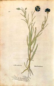 Chrpa (Centaurea cyanus) od Leonharta Fuchse z De historia stirpium commentarii insignes (Významné komentáře k historii rostlin), kolorovaná rytina od Leonhard Fuchs