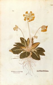 Klínovec lékařský - Primula vertis officinalis (Verbasculum odoratum) od Leonharta Fuchse z Historie rostlin (Významné komentáře k historii rostlin), kolorovaná rytina