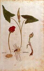 Kukaččí půllitr aneb Italští páni a dámy - Arum italicum (Arum) od Leonharta Fuchse z De historia stirpium commentarii insignes (Významné komentáře k historii rostlin), kolorovaná rytina od Leonhard Fuchs