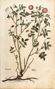 Stálezelená růže (Rosa sempervirens) od Leonharta Fuchse z knihy De historia stirpium commentarii insignes (Pozoruhodné komentáře k historii rostlin), kolorovaná rytina
