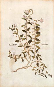 Svlačec rolní - Convolvulus arvensis (Helxine cissampelos) od Leonharta Fuchse z De historia stirpium commentarii insignes (Významné komentáře k historii rostlin) kolorovaná rytina od Leonhard Fuchs