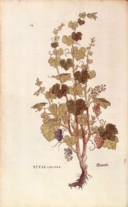 Vinná réva (Vitis vinifera) od Leonharta Fuchse z De historia stirpium commentarii insignes (Významné komentáře k historii rostlin), kolorovaná rytina od Leonhard Fuchs