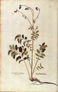 Pálenka lékařská - Sanguisorba officinalis (Sanguisorba major) od Leonharta Fuchse z De historia stirpium commentarii insignes (Významné komentáře k historii rostlin) kolorovaná rytina od Leonhard Fuchs