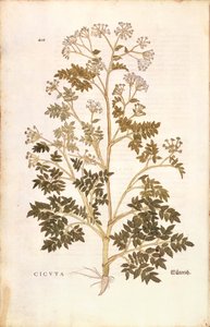 Hemlock - Conium maculatum (Cicuta) od Leonharta Fuchse z De historia stirpium commentarii insignes (Významné komentáře k historii rostlin), kolorovaná rytina od Leonhard Fuchs