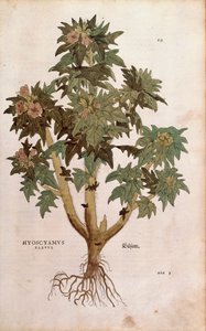 Henbane - Hyoscyamus niger (Hyoscyamus flavus) od Leonharta Fuchse z De historia stirpium commentarii insignes (Významné komentáře k historii rostlin) kolorovaná rytina od Leonhard Fuchs