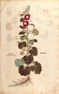 Topolovka - Malvaceae - Alcea (Malva hortensis) od Leonharta Fuchse z De historia stirpium commentarii insignes (Významné komentáře k historii rostlin) kolorovaná rytina od Leonhard Fuchs