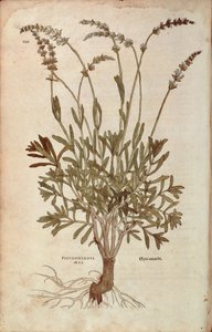 Levandule - Lavandula spica (Pseudonardus mas) od Leonharta Fuchse z De historia stirpium commentarii insignes (Významné komentáře k historii rostlin), kolorovaná rytina od Leonhard Fuchs