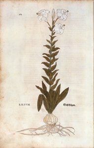 Lily (Lilium) od Leonharta Fuchse z De historia stirpium commentarii insignes (Významné komentáře k historii rostlin), kolorovaná rytina od Leonhard Fuchs