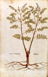 Lékořice nebo lékořice (Glycyrrhiza glabra) od Leonharta Fuchse z De historia stirpium commentarii insignes (Významné komentáře k historii rostlin) kolorovaná rytina od Leonhard Fuchs