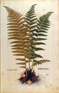 Kapradina samčí (Dryopteris filix-mas) od Leonharta Fuchse z De historia stirpium commentarii insignes (Významné komentáře k historii rostlin) kolorovaná rytina