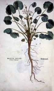 Malva Sylvestre (Great Purple) - v „Dějinách rasového porozumění“ od Leonharta Fuchse od Leonhard Fuchs