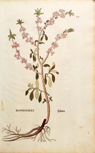 Mezereon - Daphne mezereum (Daphnoides) od Leonharta Fuchse z De historia stirpium commentarii insignes (Významné komentáře k historii rostlin), kolorovaná rytina od Leonhard Fuchs