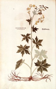 Northern Wolfsbane (Aconitum lycoctonum) od Leonharta Fuchse z De historia stirpium commentarii insignes (Významné komentáře k historii rostlin), kolorovaná rytina od Leonhard Fuchs