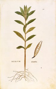 Oleandr (Nerium oleander) od Leonharta Fuchse z De historia stirpium commentarii insignes (Významné komentáře k historii rostlin), kolorovaná rytina od Leonhard Fuchs