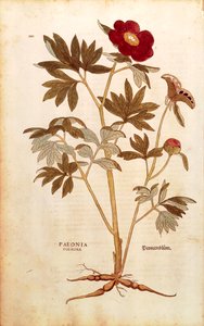 Pivoňka - Paeonia officinalis (Paeonia foemina) od Leonharta Fuchse z De historia stirpium commentarii insignes (Významné komentáře k historii rostlin), kolorovaná rytina
