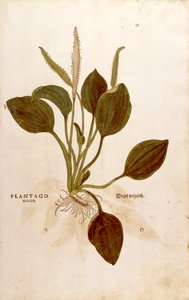 Jitrocel (Plantago major) od Leonharta Fuchse z De historia stirpium commentarii insignes (Významné komentáře k historii rostlin) kolorovaná rytina od Leonhard Fuchs