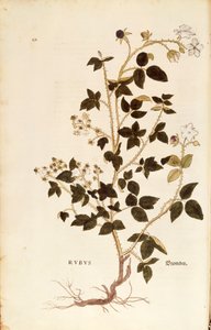 Deska: Dewberry (Rubus) od Leonharta Fuchse z De historia stirpium commentarii insignes (Významné komentáře k historii rostlin), kolorovaná rytina od Leonhard Fuchs