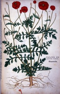 Poppy in - in "" The History of Racism Comment Odznaky,..." od Leonharta Fuchse od Leonhard Fuchs