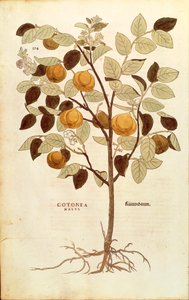Kdoule - Cydonia oblonga (Cotonea malus) od Leonharta Fuchse z De historia stirpium commentarii insignes (Významné komentáře k historii rostlin), kolorovaná rytina