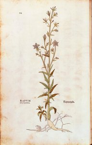 Rampion zvonek - Campanula rapunculus (Rapum sylvestre) od Leonharta Fuchse z De historia stirpium commentarii insignes (Významné komentáře k historii rostlin) kolorovaná rytina od Leonhard Fuchs