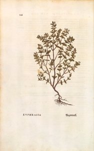 Barevná rytina světlík červený (Euphrasia officinalis) od Leonharta Fuchse z De historia stirpium commentarii insignes (Významné komentáře k historii rostlin) od Leonhard Fuchs