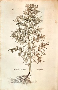Rozmarýn, Rosmarinus Officinalis (Rosmarinus). barevná rytina od Leonhard Fuchs