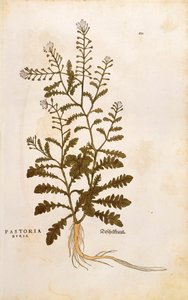 Pastýřská peněženka - Capsella bursa-pastoris (Pastoria bursa) od Leonharta Fuchse z De historia stirpium commentarii insignes (Významné komentáře k historii rostlin) kolorovaná rytina od Leonhard Fuchs