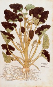 Stříkající okurka - Ecballium elaterium (Cucumis sylvestris) od Leonharta Fuchse z De historia stirpium commentarii insignes (Významné komentáře k historii rostlin) kolorovaná rytina