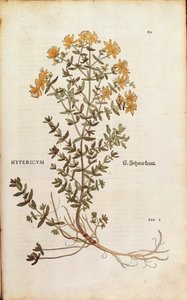 Třezalka tečkovaná (Hypericum perforatum) od Leonharta Fuchse z De historia stirpium commentarii insignes (Významné komentáře k historii rostlin) kolorovaná rytina od Leonhard Fuchs