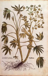 Čemeřice smradlavá nebo hnojník - Helleborus foetidus (Helleborus niger adulterinus sylvestris) od Leonharta Fuchse z De historia stirpium commentarii insignes (Významné komentáře k historii rostlin), kolorovaná rytina od Leonhard Fuchs