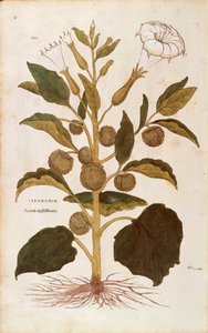 Jabloň trnitá nebo jimson plevel - Datura stramonium (Stramonia) od Leonharta Fuchse z De historia stirpium commentarii insignes (Významné komentáře k historii rostlin), kolorovaná rytina od Leonhard Fuchs