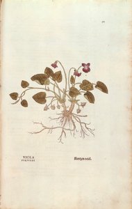 Fialová (Viola odorata) od Leonharta Fuchse z De historia stirpium commentarii insignes (Významné komentáře k historii rostlin), kolorovaná rytina