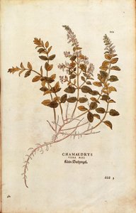 Wall Germander - Teucrium chamaedrys (Chamaedrys vera mas) od Leonharta Fuchse z De historia stirpium commentarii insignes (Významné komentáře k historii rostlin) kolorovaná rytina od Leonhard Fuchs