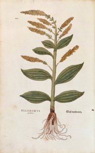 Bílá čemeřice - Veratrum album (Elleborus albus) od Leonharta Fuchse z De historia stirpium commentarii insignes (Významné komentáře k historii rostlin), kolorovaná rytina od Leonhard Fuchs