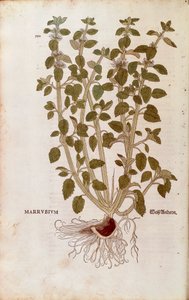 Bílá ploska (Marrubium vulgare) od Leonharta Fuchse z De historia stirpium commentarii insignes (Významné komentáře k historii rostlin) kolorovaná rytina od Leonhard Fuchs