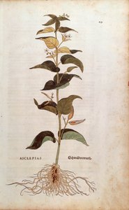 Vlaštovka bílá - Cynanchum vincetoxicum (Asclepias) od Leonharta Fuchse z De historia stirpium commentarii insignes (Významné komentáře k historii rostlin) kolorovaná rytina od Leonhard Fuchs
