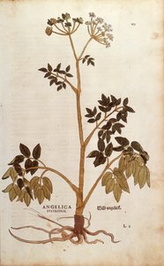 Andělika divoká (Angelica sylvestris) od Leonharta Fuchse z De historia stirpium commentarii insignes (Významné komentáře k historii rostlin) kolorovaná rytina od Leonhard Fuchs