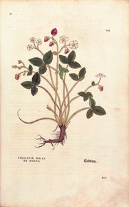 Jahoda lesní - Fragaria vesca (Fragaria maior et minor) od Leonharta Fuchse z De historia stirpium commentarii insignes (Významné komentáře k historii rostlin), kolorovaná rytina od Leonhard Fuchs