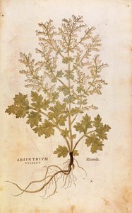 Pelyněk - Artemisia absinthium (Absinthium vulgare) od Leonharta Fuchse z De historia stirpium commentarii insignes (Významné komentáře k historii rostlin), kolorovaná rytina od Leonhard Fuchs