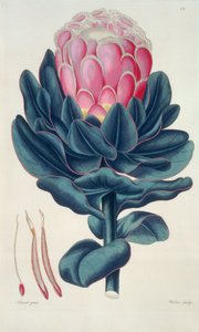 Protea speciosa, Perigonia pistillum (pl.12) z `Thesaurus Botanicus
