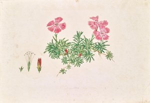 Hvozdík alpský (Dianthus alpinus)