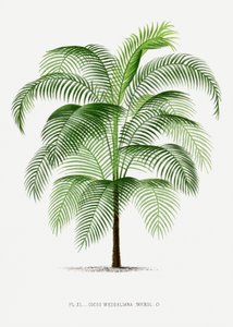  od Les Palmiers Histoire Iconographique