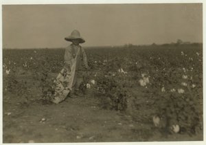 5letý Willie Hesse nasbírá 15 liber bavlny denně na 80akrové farmě svých rodičů poblíž West, Texas, 1913 od Lewis Wickes Hine