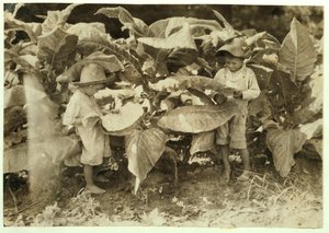 Červ a přísavný tabák Amos 6 a Horace 4 celý den pěstují pro svého otce Johna Neala ve Warren County, Albaton, Kentucky, 1916 od Lewis Wickes Hine