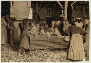 Pětiletý Bill May, který si vydělává 15 centů denně, v kůlně u Barataria Canning Company, Biloxi, Mississippi, 1911. od Lewis Wickes Hine