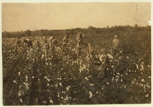Rodina sbírající bavlnu poblíž McKinney, Texas, 1913 od Lewis Wickes Hine