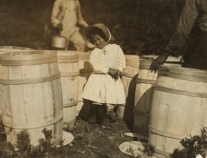 Mary Christmas, teprve 3, přiměla sbírat brusinky, které v sudech naštípal její dědeček, Week