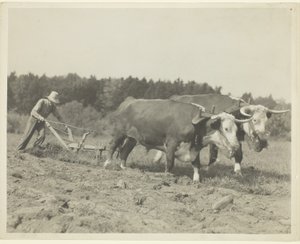Venkovská scéna ve středním Maine, stále se používá mnoho volů od Lewis Wickes Hine