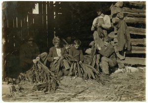 Synové J.H. Burch ve věku 12, 14 a 17 let svlékal tabák během školních hodin ve Warren County, Rockfield, Kentucky, 1916 od Lewis Wickes Hine