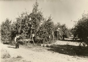 Bez názvu, ca. 1935. od Lewis Wickes Hine